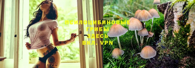 где найти   ссылка на мегу вход  Галлюциногенные грибы MAGIC MUSHROOMS  Гудермес 